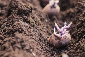 potato tubers seedlings on a bed of land in the spring in the garden