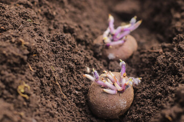 potato tubers seedlings on a bed of land in the spring in the garden