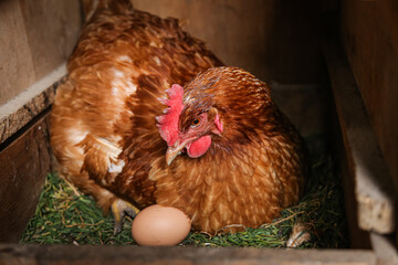 brown hen sitting in nest with egg, hen and egg, hen poultry hatching egg, brood hen, farming and...