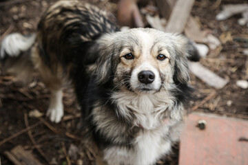 dog homeless in an abandoned area, homeless stray animal, sad dog, lonely, standing and looking. very sorry