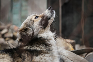 dog homeless in an abandoned area, dog close-up, homeless stray animal, sad dog, lonely, standing and looking. very sorry