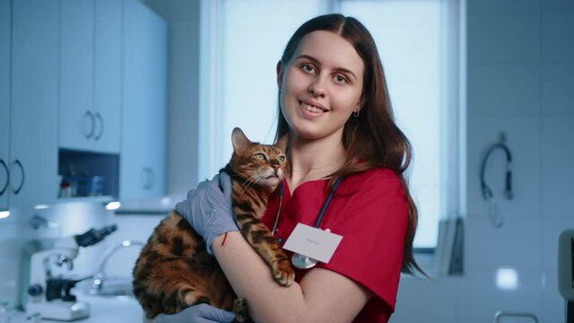 A young smiling female veterinarian is holding purebred adult Toyger cat in her hands. A doctor wears sterile gloves and has a stethoscope around her neck. High quality 4k footage