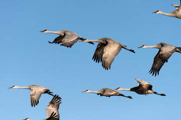 Sandhill crane (Grus canadensis) in flight; Crane Trust; Nebraska