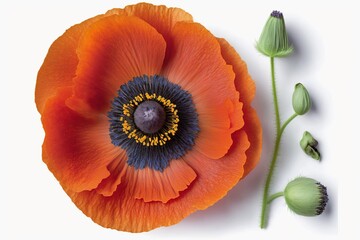 poppy 