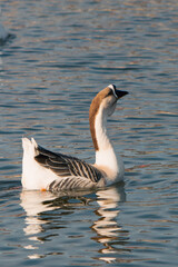 country goose swimming