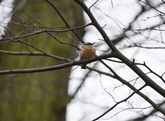 wild nature captured on sony alpha camera