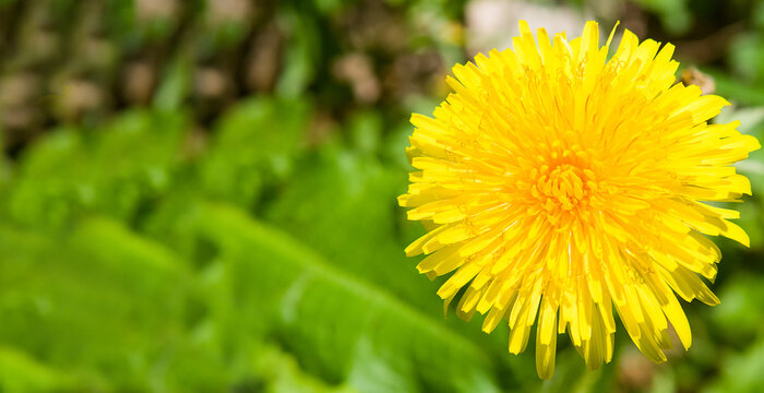 Yellow dandelion flower and green meadow. Wide photo.