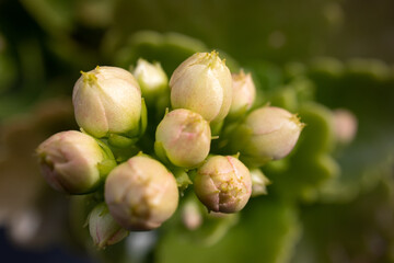 Macro of flower buds of the Kalanchoe plant