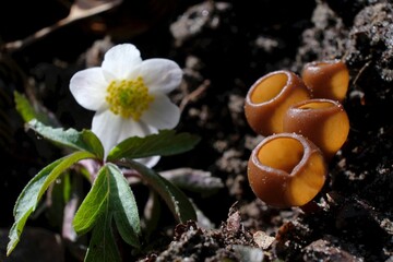 Amazing little mushroom - Dumontinia tuberosa. Parasites on the anemone rhizomes.