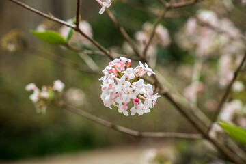 beautiful white and pink Viburnum farreri flowers on a branch at Atlanta Botanical Gardens in...
