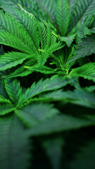 Naklejka na ściany i meble Cannabis Texture Marijuana Leaf Pile Background