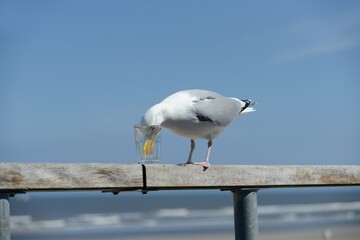 Möwe trinkt Wasser aus einem Glas am Sandstrand von Norderney