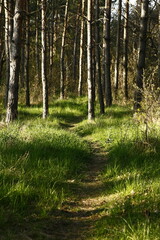 Obraz premium footpath in the forest