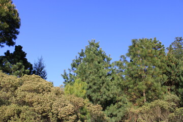 Obraz premium Bosques