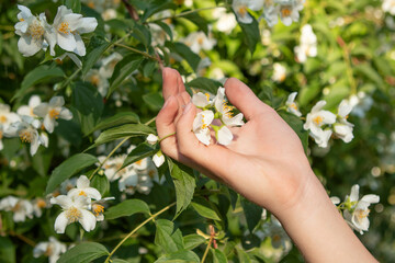 white jasmine flowers in hands in the garden