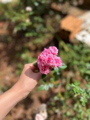hand holding pink roses