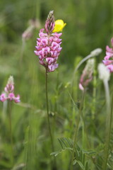 Fototapeta na wymiar Onobrychis viciifolia flower on a meadow