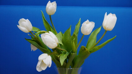  Bukiet tulipanów białych rośliny wiosenne dzień kobiet