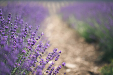 Lavender field. Fresh lavender flowers. The main focus is on the lavender flower in the lavender field.