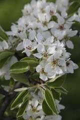 apple tree blossom