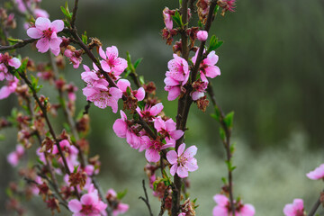 The trees blossomed. Pink Flowers on the tree branches on a spring day.