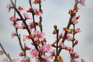 The trees blossomed. Flowers on the tree branches on a spring day.