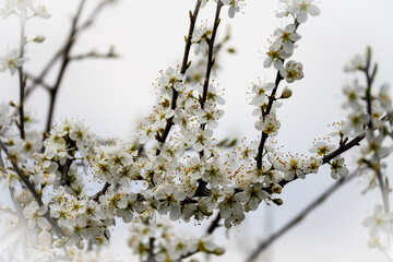 The trees blossomed. White flowers on the tree branches on a spring day.