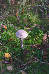 young boletus among dense grass in the rays of the autumn sun - 588486883