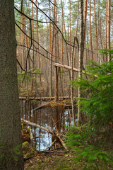 broken dead tree in European swamp in pine woods during early spring
