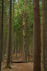 mossy dead tree in European pine woods during early spring