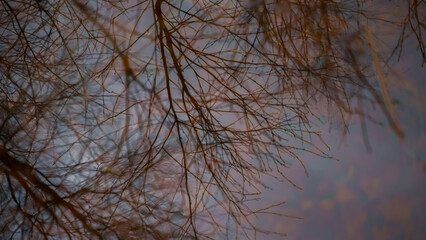 reflection of tree branches in swamp water in early spring in Europe