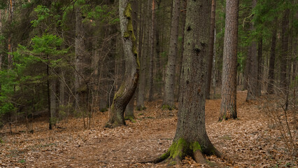 mossy trees in European pine woods during early spring