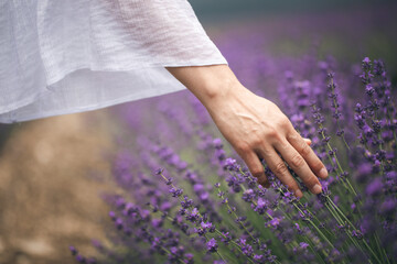 Lavender field. Fresh lavender flowers. The main focus is on the lavender flower in the lavender...