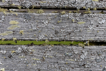 Old rustic gray planks with moss for background