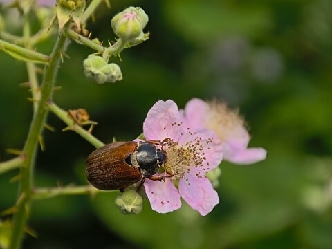 Brown maybug on a blackberry flower