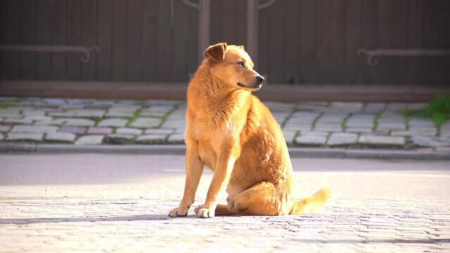 a happy dog came to play with a big mongrel. two dogs outside on a sunny daya happy dog came to play with a big mongrel. two dogs outside on a sunny day