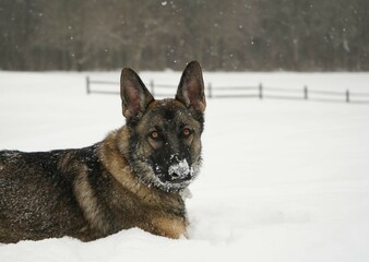 GSD no. 1 
