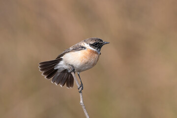Siberian stonechat or Saxicola maurus observed in Greater Rann of Kutch in India