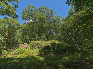 Fototapeta na wymiar Mixed forest with pine and deciduous trees and rhododendron bush with pink flowers on a sunny summer day with in Kalmthoutse heide nature reserve, Flanders, Belgium 
