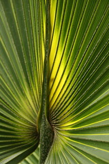 Palmenblatt im Gegenlicht