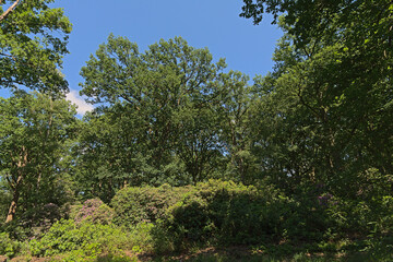 Obraz premium Mixed forest with pine and deciduous trees and rhododendron bush with pink flowers on a sunny summer day with in Kalmthoutse heide nature reserve, Flanders, Belgium 