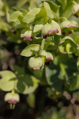 Green stinking hellebore flowers blooming