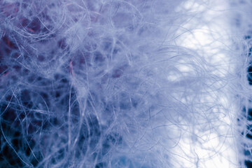 Fluffy dried flowers near closeup.