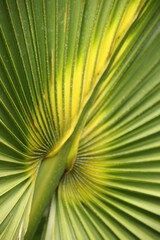 Palmenblatt im Gegenlicht