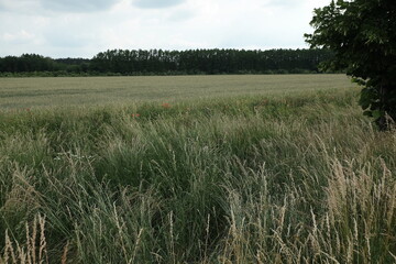 Green ears of wheat in spring field