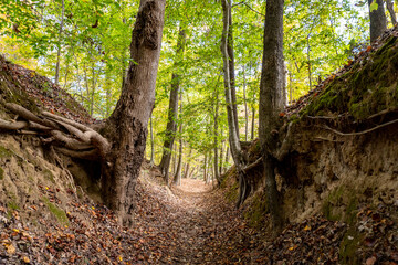 Sunken Trace on the Natchez Trace parkway. Trail was created and used by Native Americans for centuries, and was later used by early European and American explorers, traders, and emigrants.