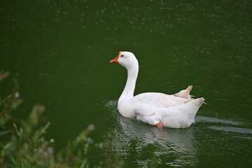 swan on the lake