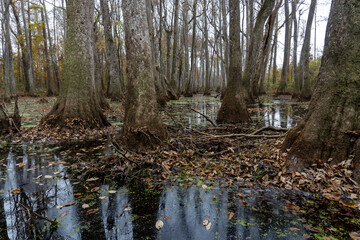 Cypress Swamp along Natchez Trace Parkway and Natchez Trace National Scenic Trail. Walk through water tupelo and bald cypress swamp in silted over river channel.