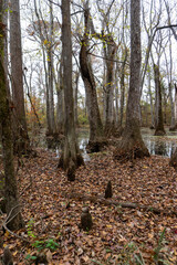 Cypress Swamp along Natchez Trace Parkway and Natchez Trace National Scenic Trail. Walk through water tupelo and bald cypress swamp in silted over river channel. 