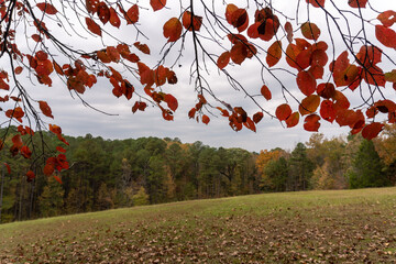 Autumn Leaves at Jeff Busby Site, Little Mountain trail and summit Road. Natchez Trace site named...